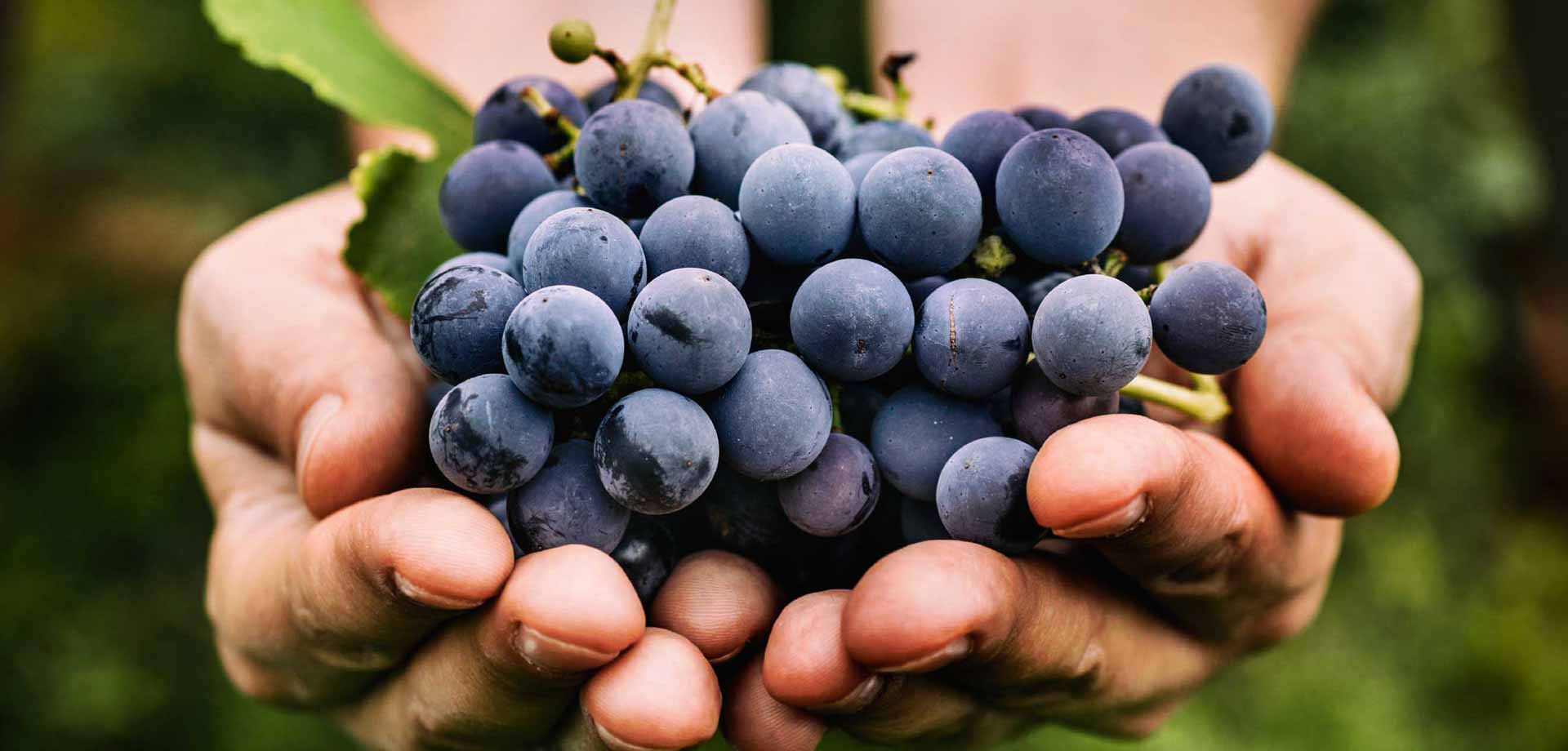 Top 5 Red Wine Grapes