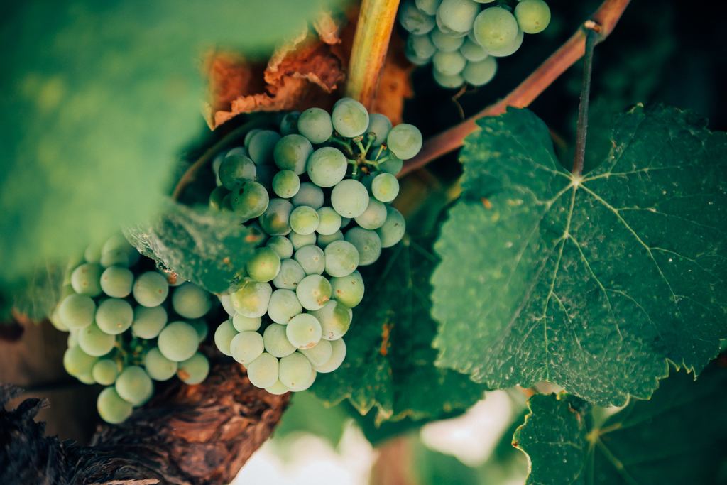 The Worlds Most Important Wine Grapes Part II - White Wine